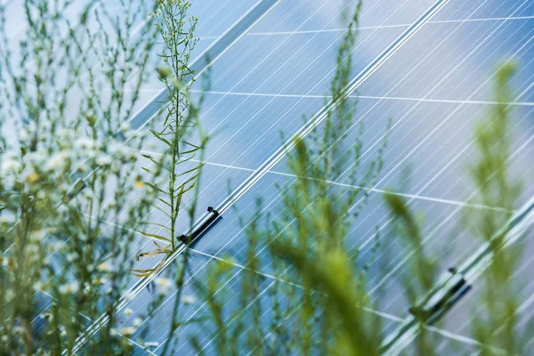 Foco seletivo de baterias de energia solar azul e flores — Fotografia de Stock