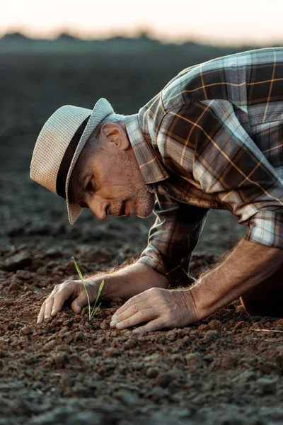 Enfoque selectivo de los agricultores mayores autónomos que buscan una pequeña planta en el suelo - foto de stock