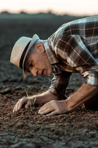 Foco seletivo dos agricultores séniores independentes que procuram pequenas instalações no solo — Fotografia de Stock