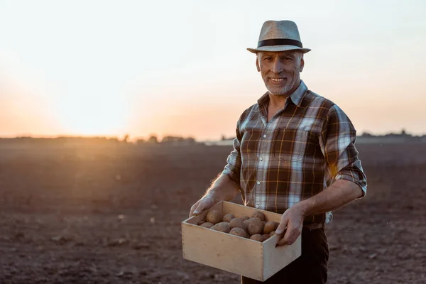 Alegre agricultor autônomo caixa de exploração com batatas biológicas — Fotografia de Stock