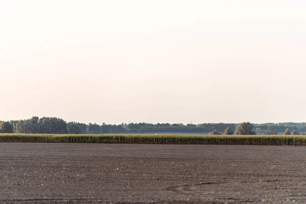 Boden in der Nähe von Maisfeld und grünen Bäumen gegen den Himmel — Stockfoto