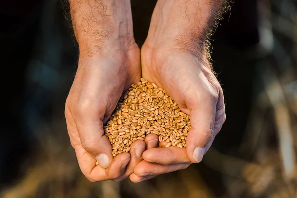 Vista recortada del agricultor sosteniendo semillas en las manos - foto de stock