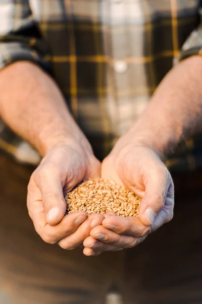 Enfoque selectivo del agricultor senior sosteniendo semillas en las manos - foto de stock
