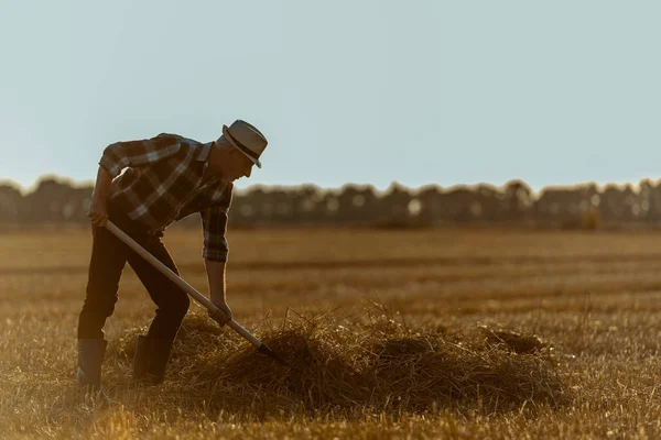 Senior mit Strohhut hält Rechen mit Heu im Weizenfeld — Stockfoto