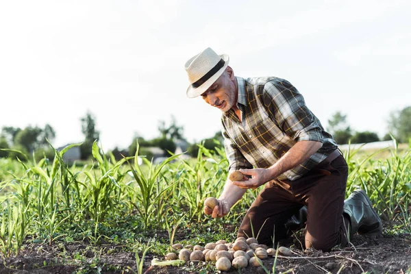 Happy self-employed farmer holding potatoes near corn field — Stock Photo