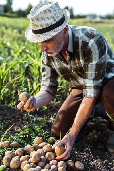 Senior farmer holding potatoes near corn field — Stock Photo