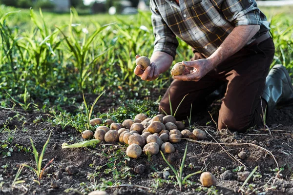 Обрізаний вид на самозайнятих фермерів, що тримає картоплю біля кукурудзяного поля — стокове фото