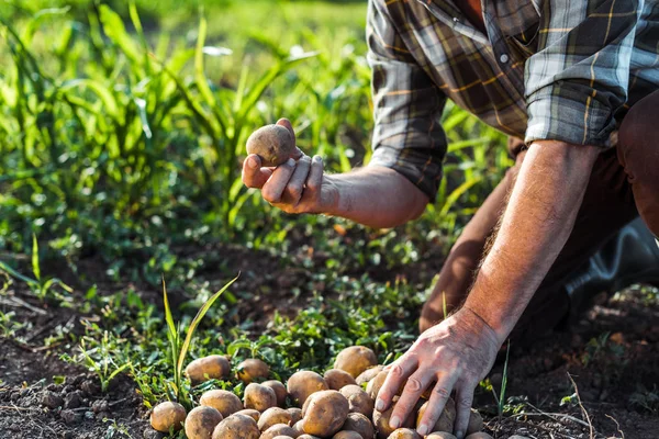 Cropped view of senior man holding potatoes near corn field — Stock Photo