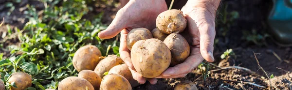 Agricultor independente de tiro panorâmico que detém batatas — Fotografia de Stock