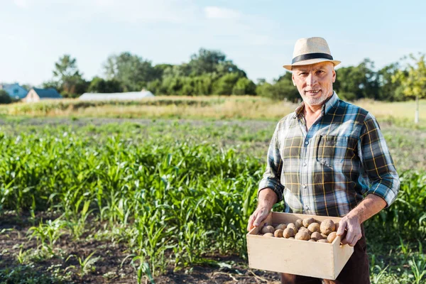 Granjero autónomo feliz sosteniendo caja de madera con patatas cerca del campo de maíz — Stock Photo