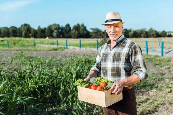 Glücklicher Bauer hält Kiste mit Gemüse in der Nähe von Maisfeld — Stockfoto