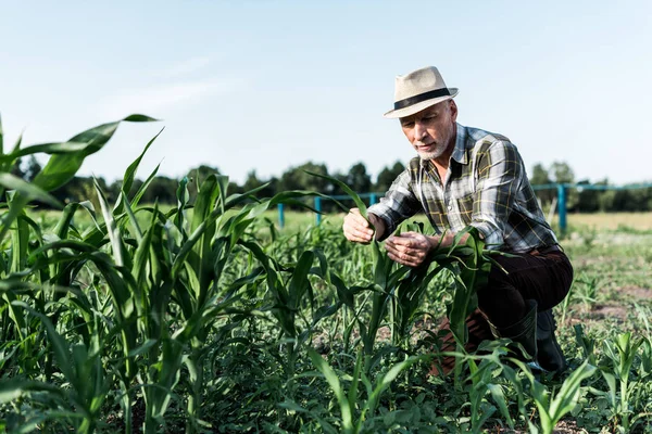 Granjero senior autónomo sentado cerca del campo de maíz - foto de stock