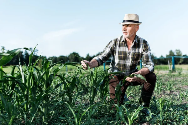 Enfoque selectivo del agricultor con pelo gris sentado cerca del campo de maíz - foto de stock