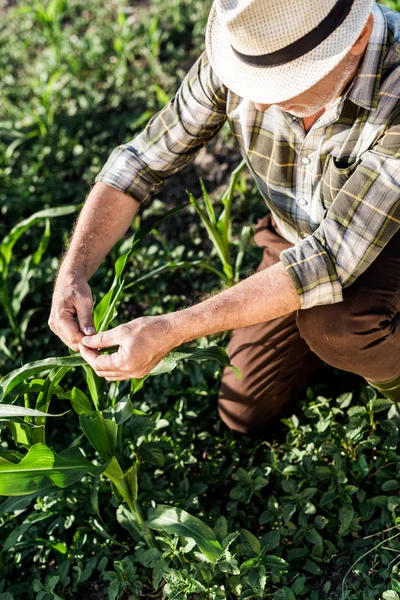Фермер в соломенной шляпе сидит рядом с зеленым кукурузным полем — стоковое фото