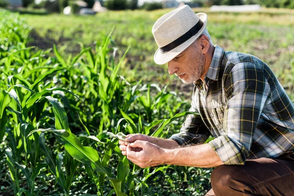 Granjero autónomo guapo en sombrero de paja sentado cerca de campo de maíz verde - foto de stock