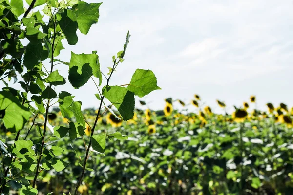 Foco seletivo de folhas verdes perto do campo com girassóis — Fotografia de Stock