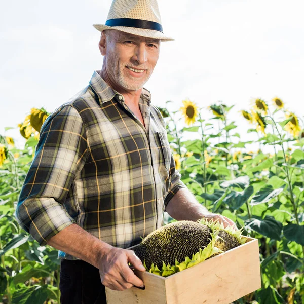 Happy senior self-employed man in straw hat holding box near sunflowers — Stock Photo