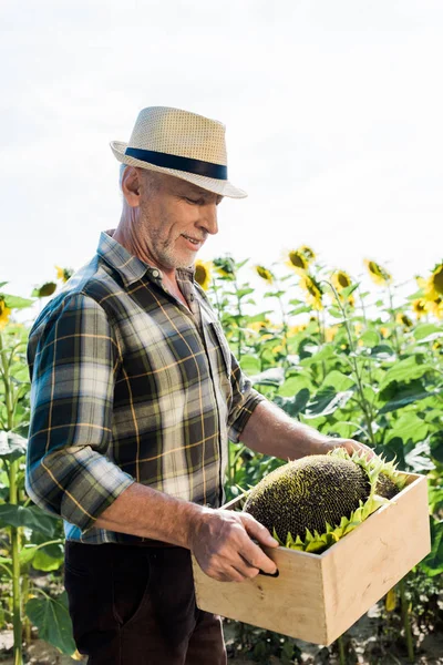 Heureux homme âgé en chapeau de paille regardant la boîte avec des tournesols — Photo de stock