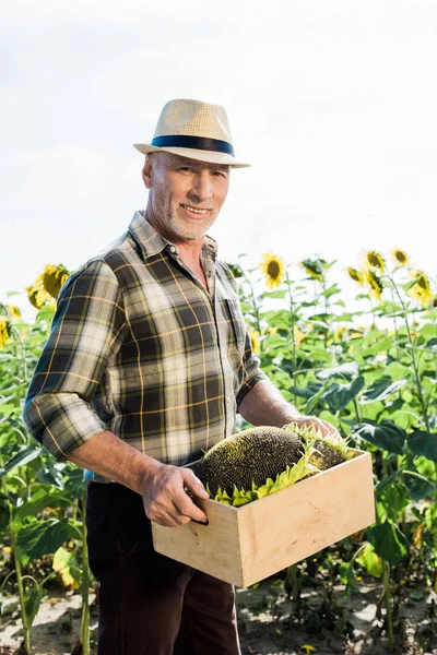 Alegre trabalhador independente idoso em palha chapéu segurando caixa com girassóis — Fotografia de Stock
