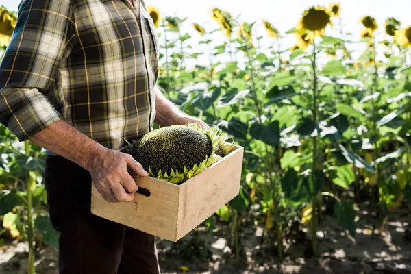 Vue recadrée de l'homme indépendant tenant boîte avec tournesols — Photo de stock