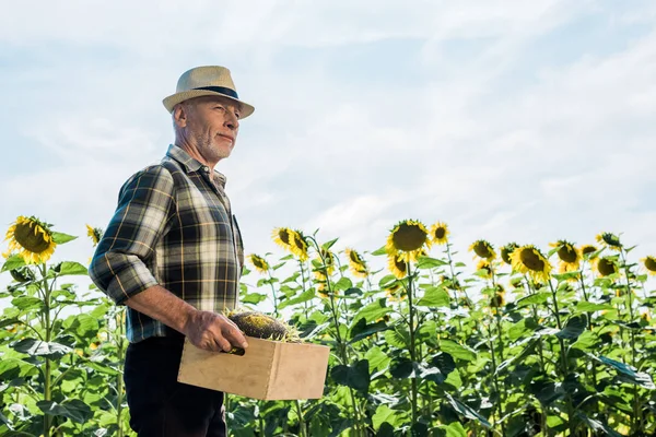 Barbuto uomo anziano che tiene scatola con girasoli — Foto stock