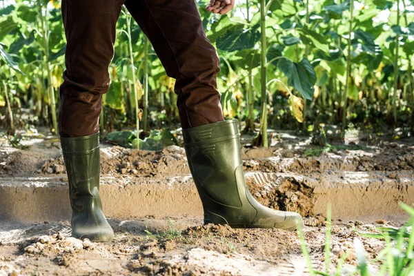Vista cultivada do agricultor em pé no chão perto de plantas verdes — Fotografia de Stock