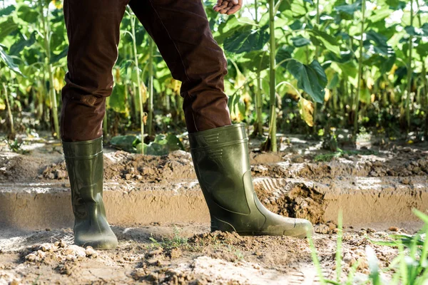 Vista recortada del agricultor parado en el suelo cerca de plantas verdes - foto de stock