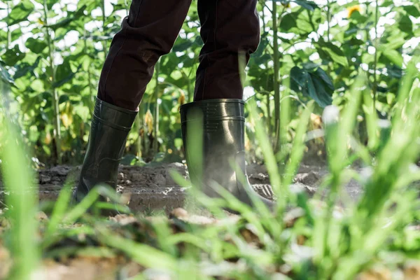 Селективний фокус фермера, що стоїть на землі біля зелених рослин — стокове фото