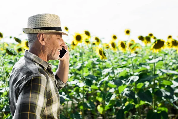 Glücklicher selbstständiger Senior, der in der Nähe von Sonnenblumen auf dem Smartphone spricht — Stockfoto