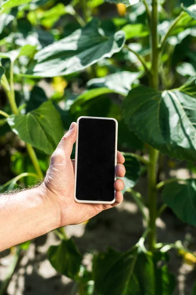 Vista recortada del agricultor sosteniendo teléfono inteligente con pantalla en blanco - foto de stock