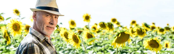 Colpo panoramico di agricoltore autonomo felice vicino girasoli — Foto stock