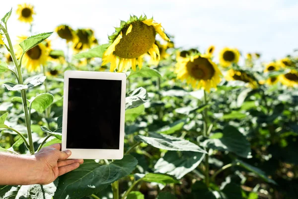 Обрезанный вид самозанятого человека, держащего цифровой планшет с пустым экраном — стоковое фото