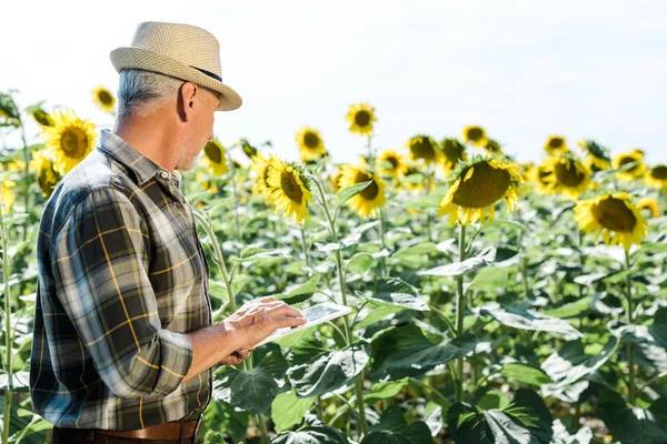 Bearded farmer using digital tablet near field with sunflowers — Stock Photo