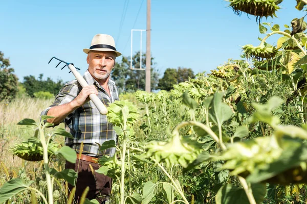 Selective focus of self-employed senior man holding rack near green field — Stock Photo