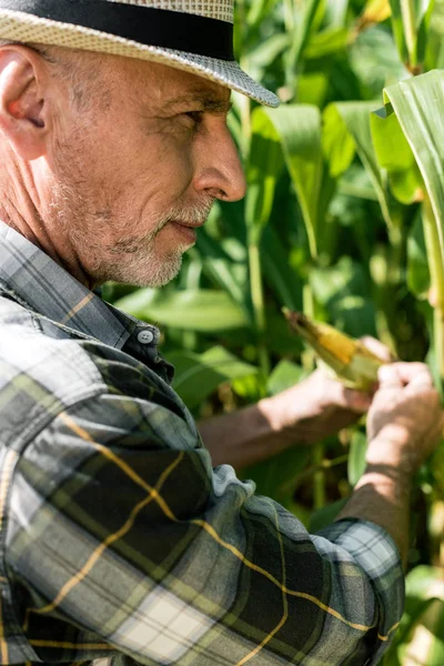 Foco seletivo do agricultor tocando milho perto de folhas verdes — Fotografia de Stock