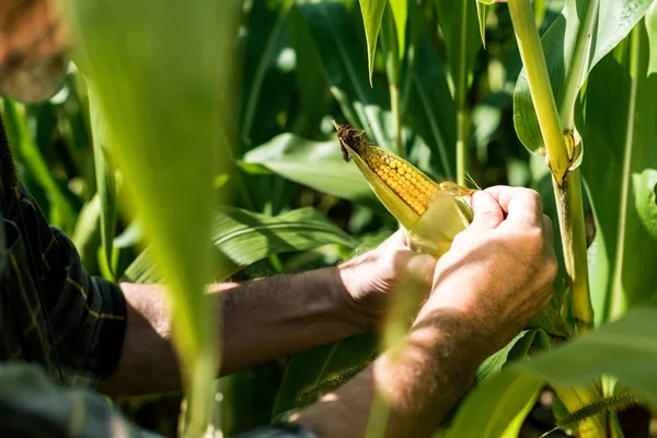 Vista recortada del agricultor tocando maíz cerca de hojas verdes - foto de stock