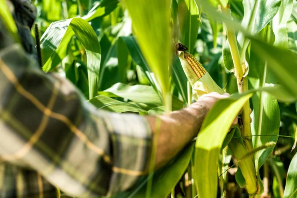Vista recortada del agricultor tocando maíz cerca de hojas frescas - foto de stock