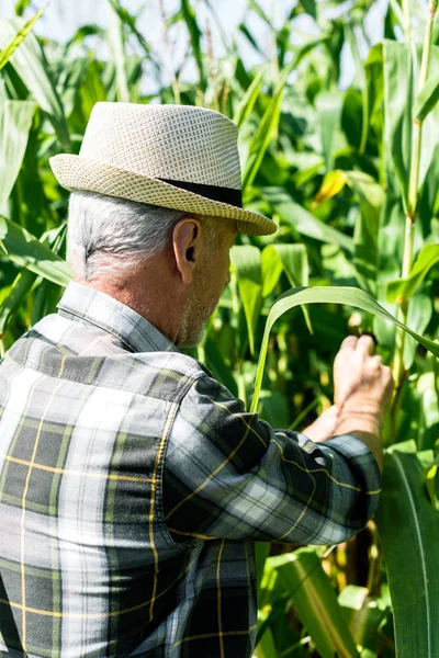 Senior farmer in straw hat touching fresh leaves in corn field — Stock Photo