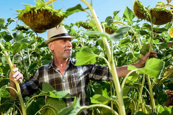 Selektiver Fokus des glücklichen Mannes mit Strohhut in der Nähe von Sonnenblumen — Stockfoto