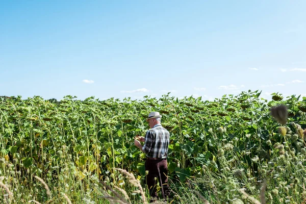 Granjero autónomo en sombrero de paja de pie cerca de girasoles en el campo - foto de stock