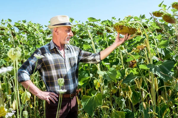 Selective focus of happy farmer in straw hat touching blooming sunflower — Stock Photo