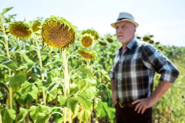 Selektiver Fokus blühender Sonnenblumen in der Nähe bärtiger Bauern — Stockfoto