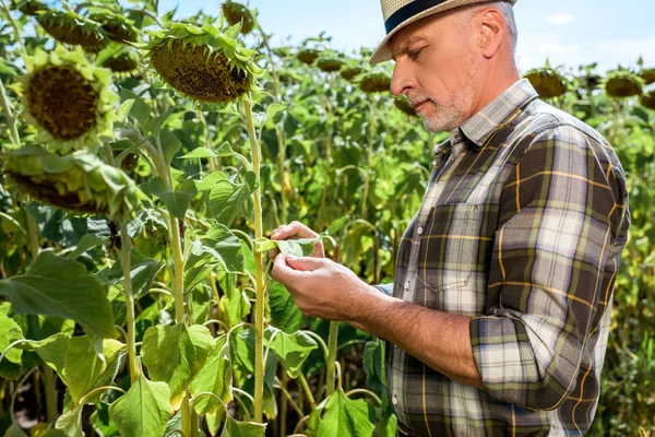 Selective focus of bearded farmer touching green leaf near sunflowers — Stock Photo