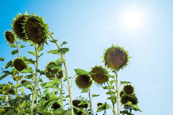 Field with blooming sunflowers against blue sky — Stock Photo