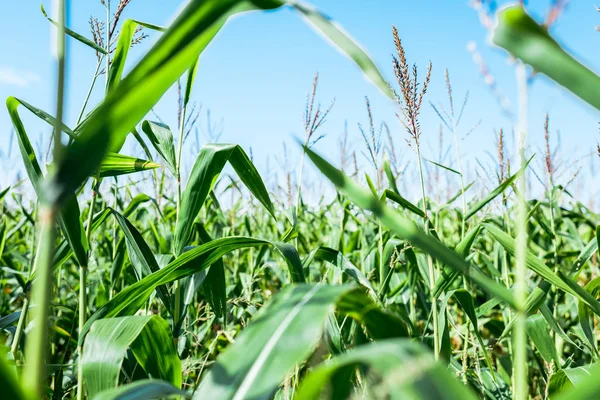 Selektiver Fokus des Maisfeldes mit grünen Blättern vor blauem Himmel — Stockfoto