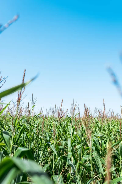 Focalizzazione selettiva del campo di mais con foglie fresche verdi contro il cielo blu — Foto stock