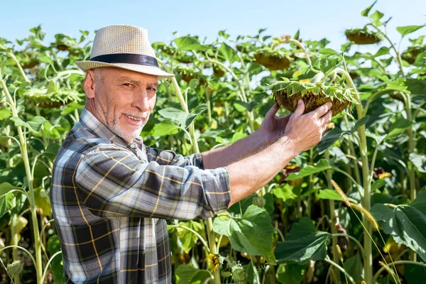 Щасливий самозайнятий чоловік торкається соняшнику в полі — стокове фото