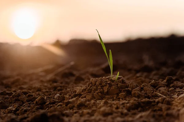 Foyer sélectif de la lumière du soleil sur une petite plante verte avec des feuilles sur le sol — Photo de stock