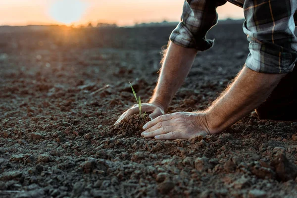 Selective focus of senior self-employed farmer near small plant in ground — Stock Photo