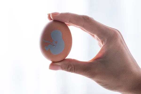 Vista recortada del médico sosteniendo huevo con silueta de bebé - foto de stock